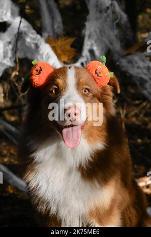 Australian Shepherd smiles and celebrates Halloween in woods. Aussie dog sitting and wearing headband with orange pumpkins, close up portrait against Stock Photo