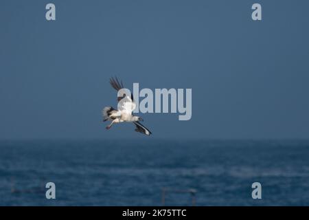 White-bellied sea eagle (Haliaeetus leucogaster) photographed in East Java, Indonesia Stock Photo
