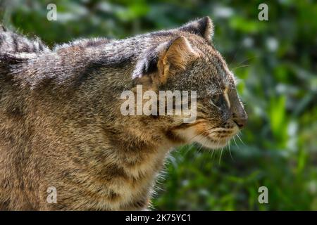 Amur leopard cat / Siberian leopard cat (Prionailurus bengalensis euptilura) subspecies of the Bengal leopard cat native to the Russian Far East Stock Photo
