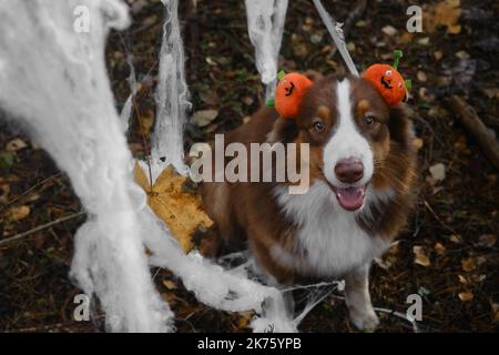 Concept of pets as people. Australian Shepherd dog smiles and celebrates Halloween in woods. Aussie wears headband with orange pumpkins, sits next to Stock Photo