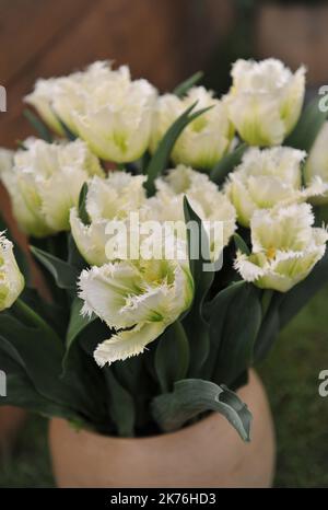 A bouquet of white with violet blush tulips (Tulipa) Snow Parrot on an exhibition in May Stock Photo