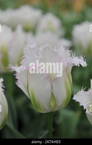White fringed tulips (Tulipa) Snow Valley bloom in a garden in April Stock Photo