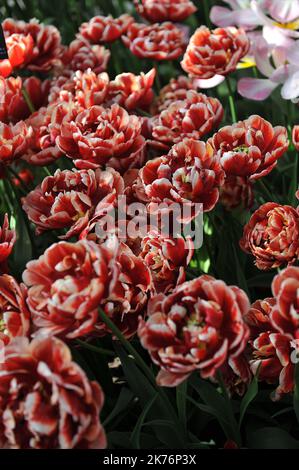 Red and white peony-flowered Double Late tulips (Tulipa) Starline bloom in a garden in April Stock Photo