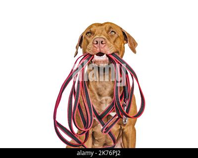 Lovable, pretty puppy holding a leash in his mouth. Close-up, indoors. Studio photo. Concept of care, education, obedience training and raising pets Stock Photo