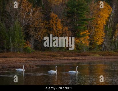 Trumpeter swans on Little Clam Lake in northern Wisconsin. Stock Photo
