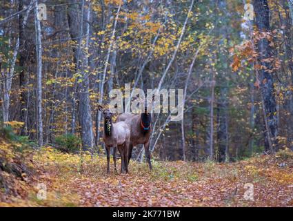 Cow and calf elk in Clam Lake, Wisconsin. Stock Photo