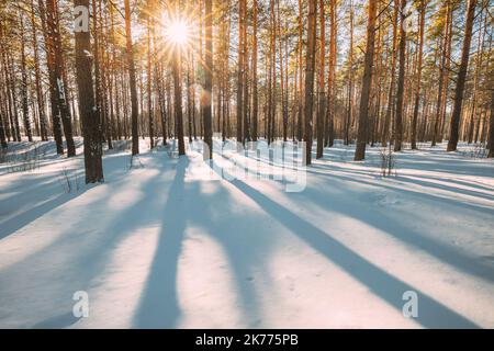 Beautiful Blue Shadows From Pines Trees In Motion On Winter Snowy Ground. Sun Sunshine In Forest. Sunset Sunlight Shining Through Pine Greenwoods Stock Photo
