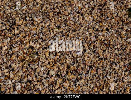 The texture of the fragments of the shells of various shells and sand on the seashore in the rays of the sun Stock Photo