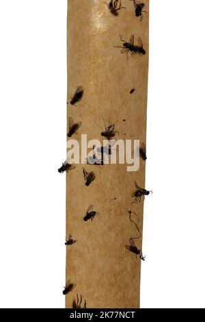 Flies stuck to flypaper - Stock Image - C011/3720 - Science Photo Library