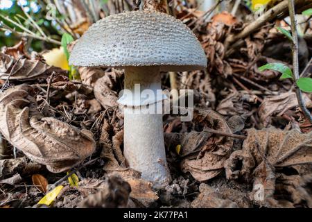 blusher (Amanita rubescens) in the woods Stock Photo