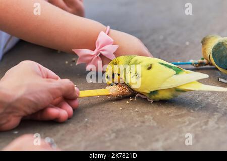 love birds, parakeets, budgerigars and other small parrot like birds being fed by people in the aviary, view through walking people's feet Stock Photo