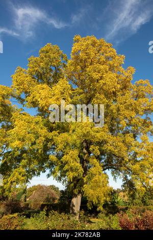 Glorious Juglans nigra , black walnut, American walnut, eastern