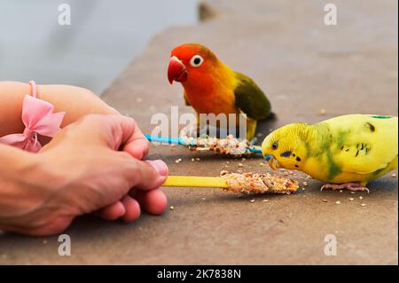 love birds, parakeets, budgerigars and other small parrot like birds being fed by people in the aviary, view through walking people's feet Stock Photo