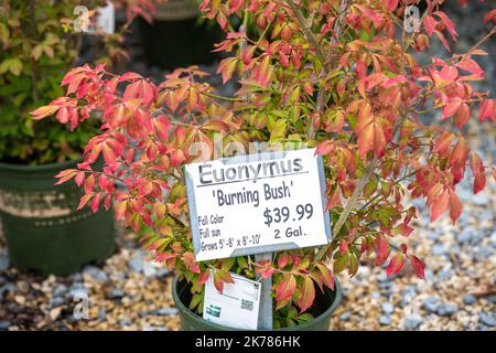 Burning Bush, Euonymus alatus. Stock Photo