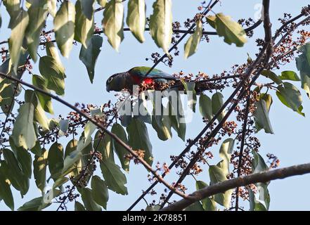 Crimson-bellied Parakeet (Pyrrhura perlata) adult feeding in fruiting tree  Alta Floresta, Brazil                     July Stock Photo