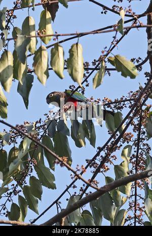 Crimson-bellied Parakeet (Pyrrhura perlata) adult feeding in fruiting tree  Alta Floresta, Brazil                     July Stock Photo