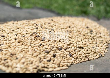 detailed view of a pile of coffee beans drying in the sun after being threshed in the machine. process of coffee production in colombia. focus on spec Stock Photo