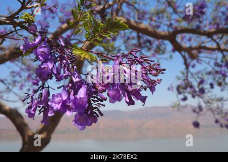 ©Arnaud De Grave / Le Pictorium/MAXPPP - Arnaud De Grave / Le Pictorium - 07/10/2016  -  Madagascar / Itasy  -  Paysage de l'Itasy.  / 07/10/2016  -  Madagascar / Itasy  -  Landscape from the Itasy region. Stock Photo