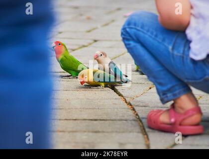 Love birds, parakeets, budgerigars and other small parrot like birds being fed by people in the aviary, view through walking people's feet Stock Photo