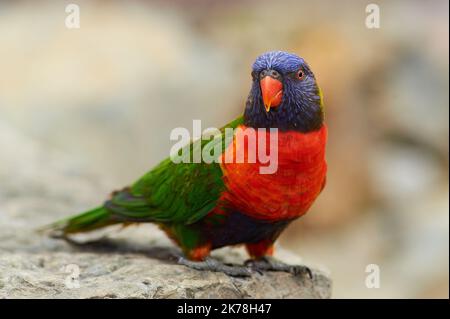 A rainbow lorikeet posing in the rock garden at the aviary Stock Photo