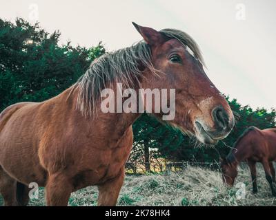 A brown horse in the pasture with a long mane Stock Photo