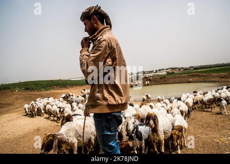 / 5/11/2018  -  Palestine / Gaza strip / Gaza City  -  A shepherd walks his goats in the buffer zone, near the Israel border, in Beit-Hanoun north of the Gaza strip. 50% of Gaza's animal production previously came from this buffer zone. The agricultural sector of Gaza represents a small share of the economy (between 7 and 8%). At least 30,000 Gazans are officially working in agriculture. With the use of Israeli army pesticides and the size of the buffer zone (30% of Gazan agricultural land), farmers are struggling to properly exploit these fertile lands. All agricultural infrastructure is Stock Photo