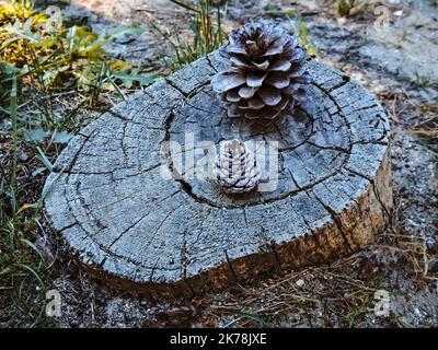 Park cones on the trunk Stock Photo