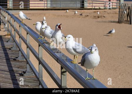 Sea gulls sitting on a hand rail  at the Brighton beach boardwalk and making noise Stock Photo