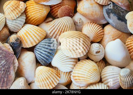 mussels in different colors Stock Photo