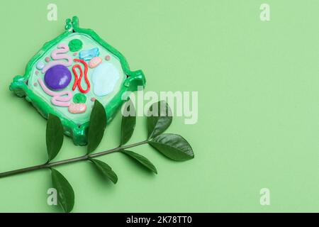 Model of plant cell on green background. Green world and education concept. Horizontal science theme poster, greeting cards, headers, website and app Stock Photo