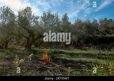 Field of centenary olive trees ready for harvesting. Traditional Mediterranean agriculture. Blue sky Stock Photo