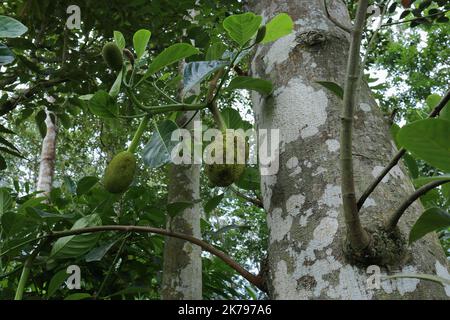 Low angle view of a Jack fruit tree (Artocarpus Heterophyllus) branch on a large trunk, consists with different stages tender Jack fruits and flower b Stock Photo