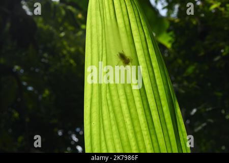 A small spider is on the thick silk spider web or nest located under a green Areca nut leaf in direct sunlight, the leaf underneath view Stock Photo