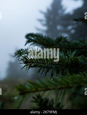 Detail of wet pine tree right after the rain. Such a moody atmosphere with fresh scent of pine woods in the morning on the east of Bohemia. Stock Photo