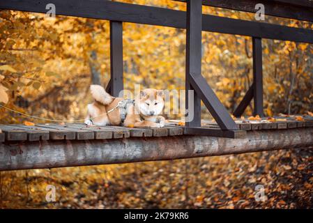 Cute shiba inu puppy is lying on wooden bridge in a nature park in autumn Stock Photo