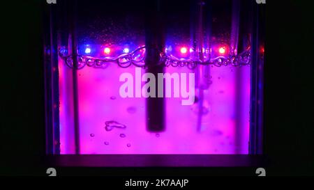 Algae science reactor, research modern laboratory bioreactor multi ...