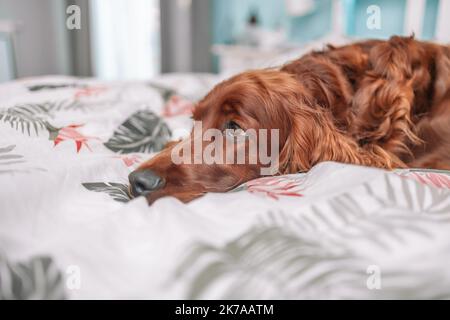 Irish Setter dog puppy under white warm blanket on a bed at home.Pet in hotel room. Pet friendly hotel. Travel with pet.  Stock Photo