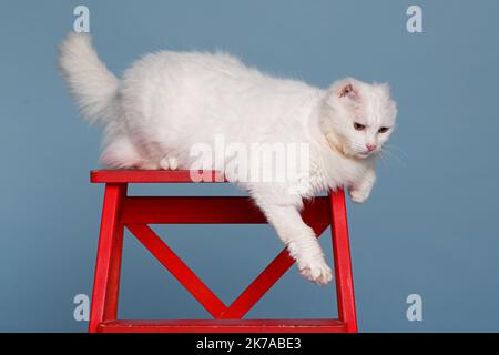 A fluffy white cat is resting on a red stepladder. A special cat with amputated ears, she defeated cancer and found a family. Stock Photo