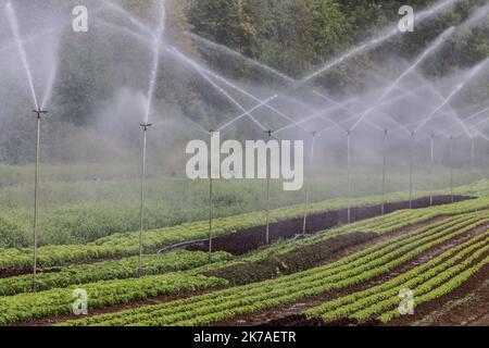 ©PHOTOPQR/LE REPUBLICAIN LORRAIN/Pierre HECKLER ; Thionville ; 13/08/2020 ; Illustration secheresse et agriculture - agriculture, irrigation Stock Photo