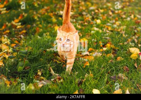 Defocus red kitten in autumn park. Young cat with brown eyes, playing in autumn leaves kitten in yellow leaves. Kitten fall. Out of focus Stock Photo