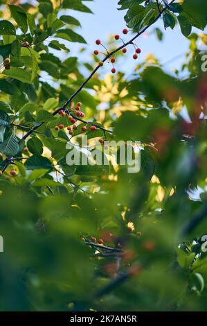 red cherries growing on tree in sunlight. High quality photo Stock Photo