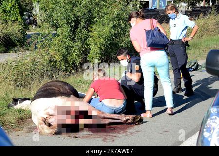 ©PHOTOPQR/L'INDEPENDANT/CHRISTOPHE BARREAU ; NARBONNE ; 12/09/2020 ; PHOTO CHRISTOPHE BARREAU/ CHEVAL RETROUVE EVENTRE SUR LA ROCADE A NARBONNE - A horse found ripped open on the ring road in Narbonne, south of France. Stock Photo