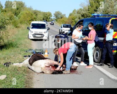 ©PHOTOPQR/L'INDEPENDANT/CHRISTOPHE BARREAU ; NARBONNE ; 12/09/2020 ; PHOTO CHRISTOPHE BARREAU/ CHEVAL RETROUVE EVENTRE SUR LA ROCADE A NARBONNE - A horse found ripped open on the ring road in Narbonne, south of France. Stock Photo