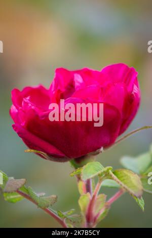 The last rose of the year. Pink rose on a rosebush in October, during fall foliage in Vermont. New England. Stock Photo