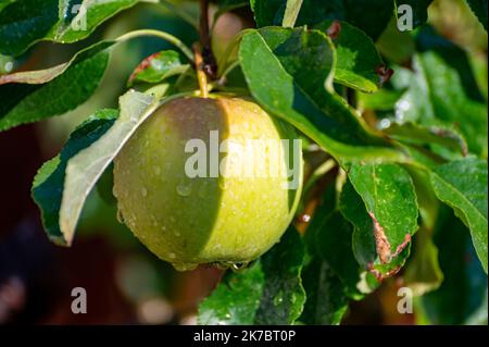 Brunch of apple tree with many apple fruits in orchard close up after rain Stock Photo