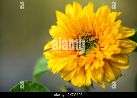 Yellow Teddy Bear sunflower blooming in early autumn Stock Photo