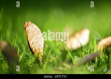 Transparent Sycamore seed pods Stock Photo