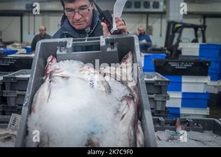 ©Olivier Donnars / Le Pictorium/MAXPPP - Olivier Donnars / Le Pictorium - 26/10/2015 - France / Bretagne / Le Guilvinec - A la criee du Guilvinec (29), les premiers mareyeurs arrivent des 4h du matin pour inspecter la qualite et reperer les lots interessantst, toujours en alerte avec leur centrale d'achat pour connaitre les commandes prealablement recues. Le Guilvinec est le premier port francais de peche artisanale. / 26/10/2015 - France / Brittany / Le Guilvinec - At the Guilvinec (29) fish auction, the first wholesalers arrive at 4am to inspect the quality and identify interesting batches,  Stock Photo