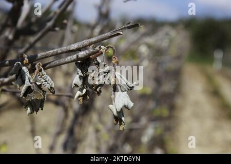 ©PHOTOPQR/L'INDEPENDANT/BOYER Claude ; CARCASSONNE ; 12/04/2021 ; AUDE LE 12 AVRIL 2021 / PHOTOPQR / CLAUDE BOYER / L'INDEPENDANT / GEL / VIGNES GELEES VERS ST MARTIN DE VILLEREGLAN DANS L'AUDE / CALAMITES AGRICOLES / South western France, april 12th 2021 French vineyards devastated by frost  Stock Photo