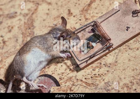 Snap trap hi-res stock photography and images - Alamy